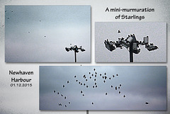 A mini-murmuration of Starlings - Newhaven - 1.12.2015