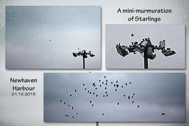 A mini-murmuration of Starlings - Newhaven - 1.12.2015