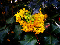 Mahonia du jardin