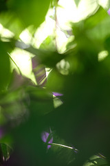 DSCF6488