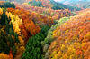 DE - Mörsdorf - Autumn colours, seen from Geierlay bridge