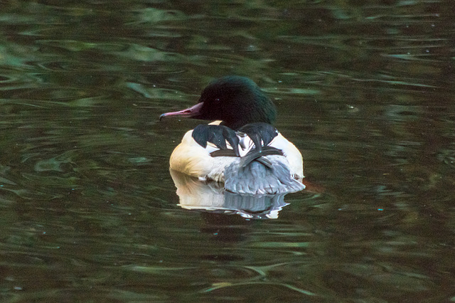 Goosander