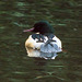 Goosander