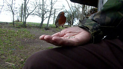 2018-12-18-Robin handfed