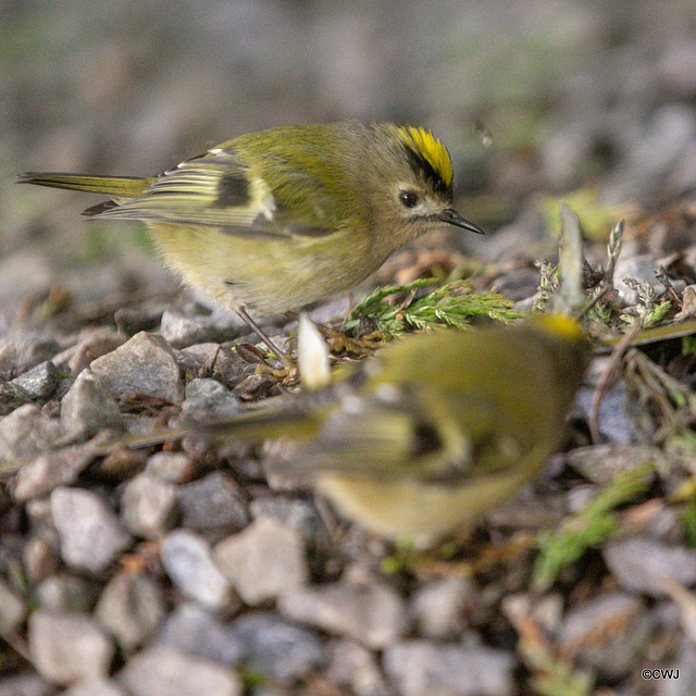 Goldcrest performing in front of a mirror