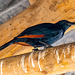 Red winged starling