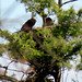 Weißkopfadler Paar auf dem Nest.