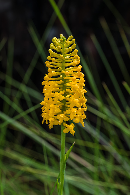 Gymnadeniopsis integra (Yellow Fringeless orchid)