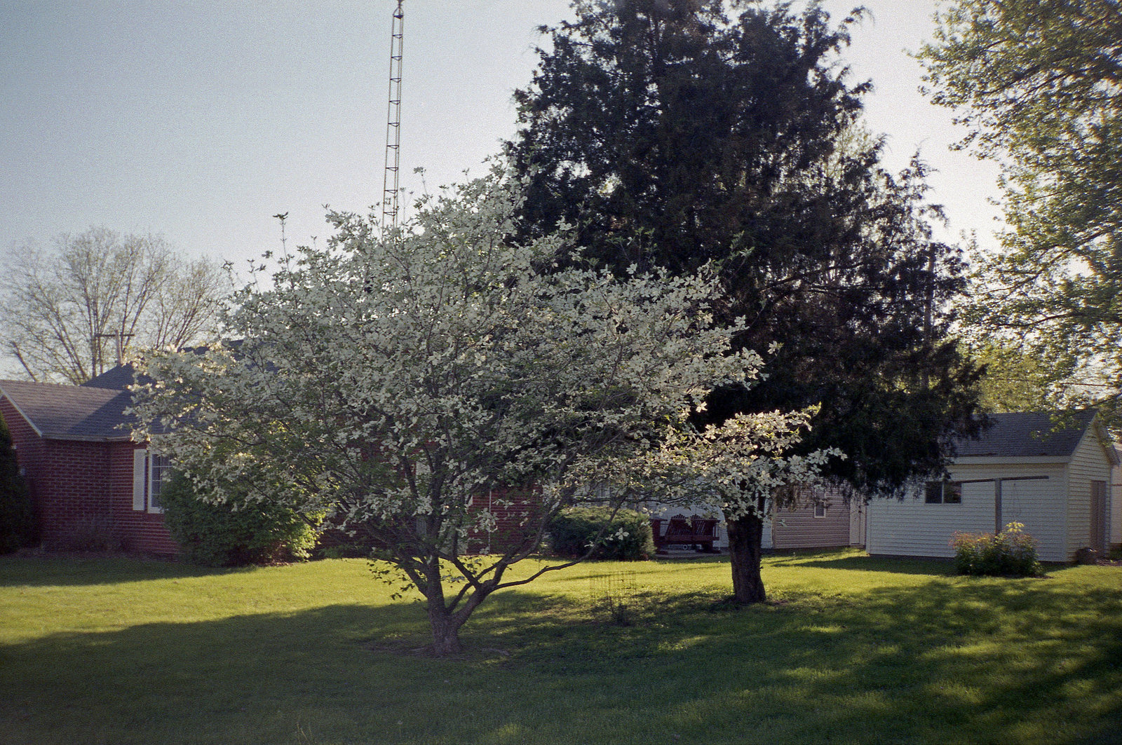 Flowering Dogwood Tree