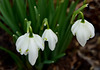 More Snowdrops!