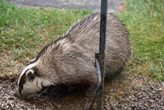 Hoovering up fallen birdseed