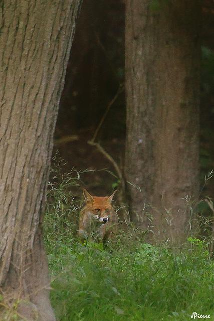 En forêt, après 20h30