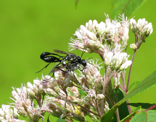 Wasps mating.