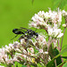 Wasps mating.