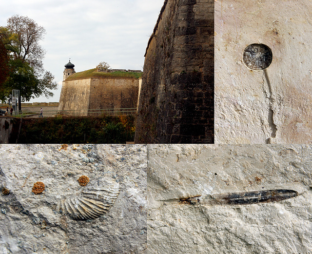 Jura Fossilien beim Wülfsburg