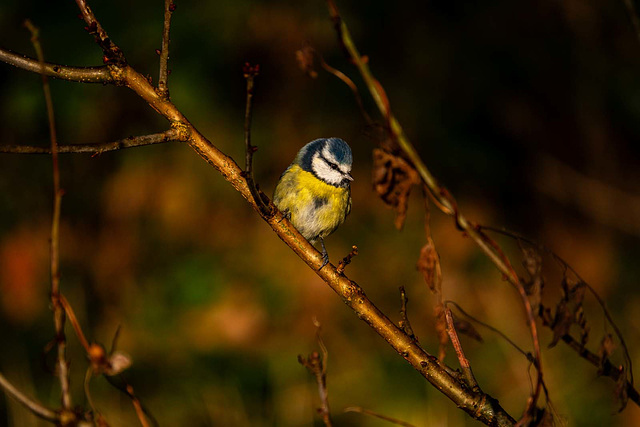 Blue tit