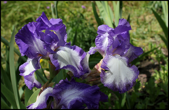 Iris Rococo