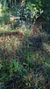 Erigeron annuus (3)