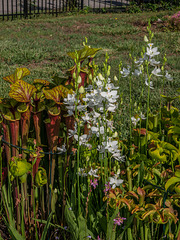 Calopogon tuberosus forma albiflorus (White form of Common Grass-pink orchid)