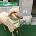 Solothurn - sheep