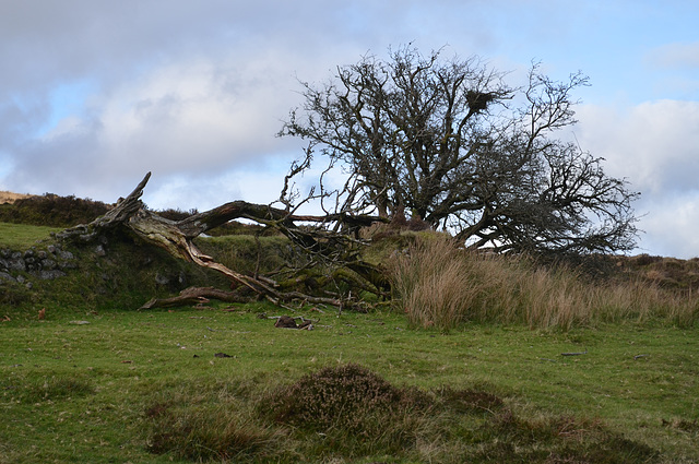 Dartmoor National Park, Trees on Moorland