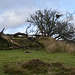Dartmoor National Park, Trees on Moorland