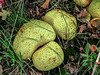 20170923 2973CPw [D~MI] Dickschaliger Kartoffelbovist (Scleroderma citrinum), Großes Torfmoor, Hille