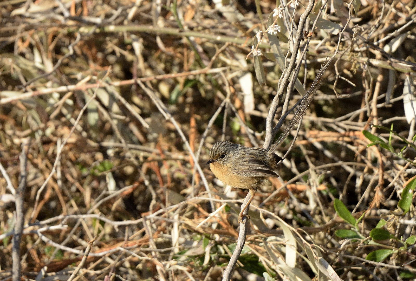 Female Emu Wren