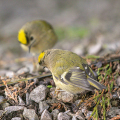 Goldcrest performing in front of a mirror