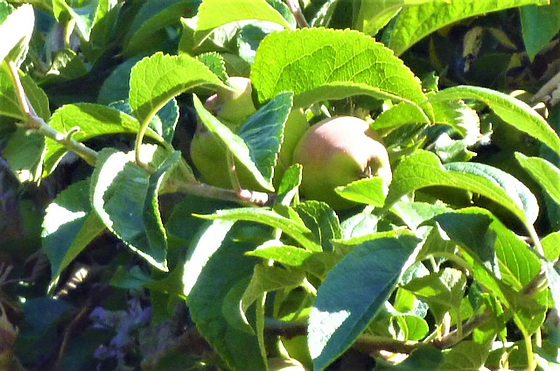 That beautiful apple blossom a few months ago have now started in the fruit