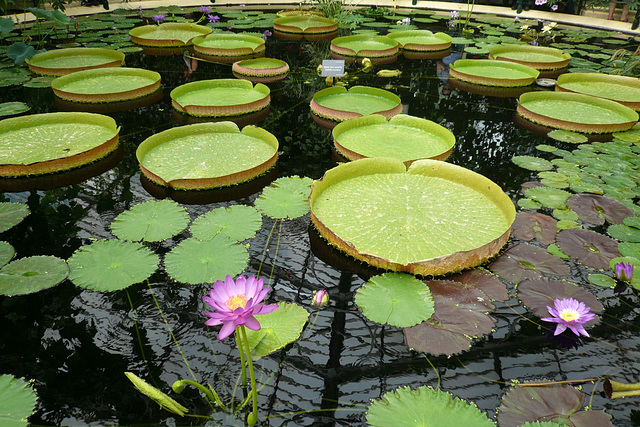 In The Waterlily House