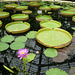 In The Waterlily House