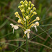 Platanthera Xlueri (Fringed orchid hybrid)