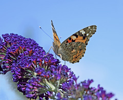 Painted Lady