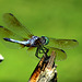 Eastern Pondhawk (Erythemis simplicicollis)