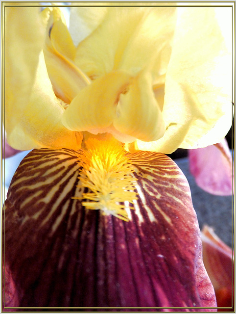 Detail einer Bart-Lilie (Iris).  ©UdoSm