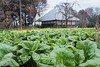 Vegetable fields surrounding the temple