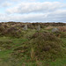 Dartmoor National Park, The Moorland