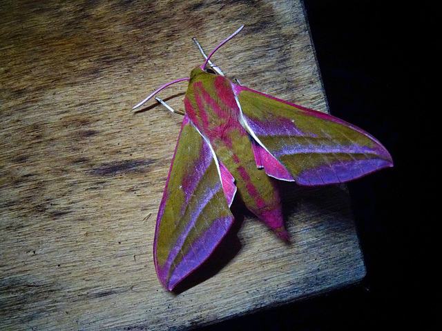 Elephant Hawkmoth ,