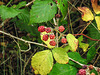 20170923 2974CPw [D~MI] Brombeere (Rubus sect, Rubus), Großes Torfmoor, Hille