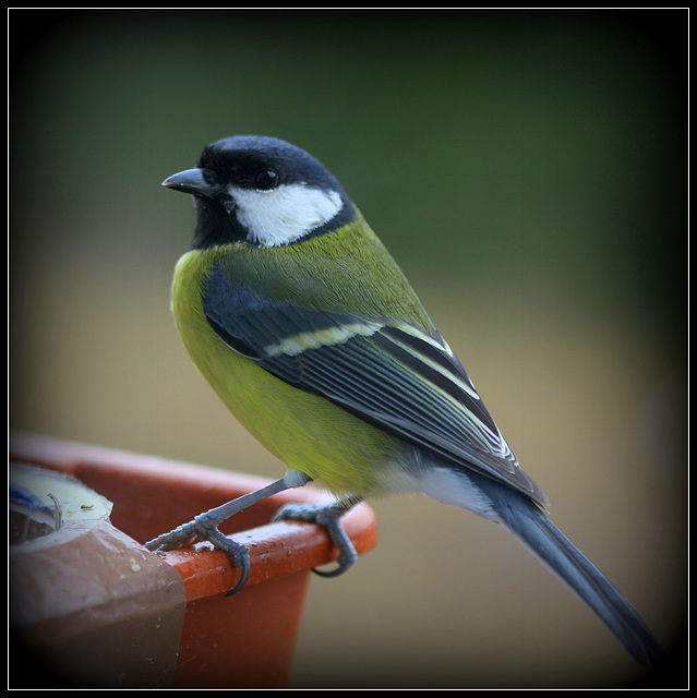 Charbonnière posant