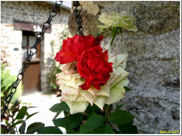 Hard to believe : red heart of a white rose