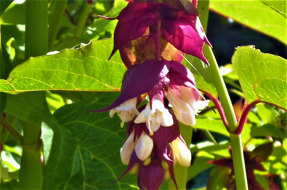 A close up detail of the Himalayan Honeysuckle