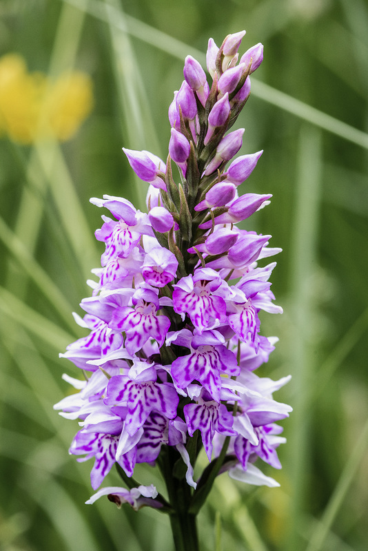 Spotted (or Marsh) Orchid