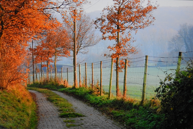 Autumn path (scan)  HFF from Germany