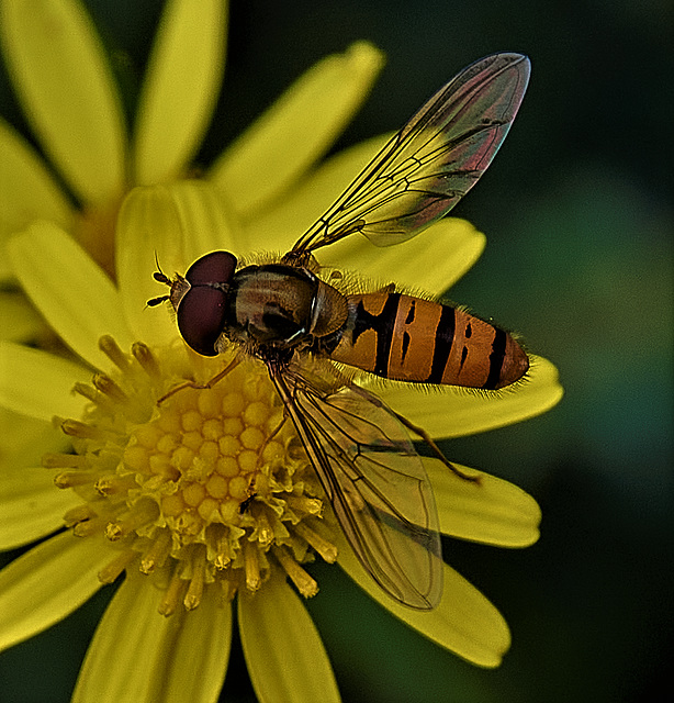 Hover Fly
