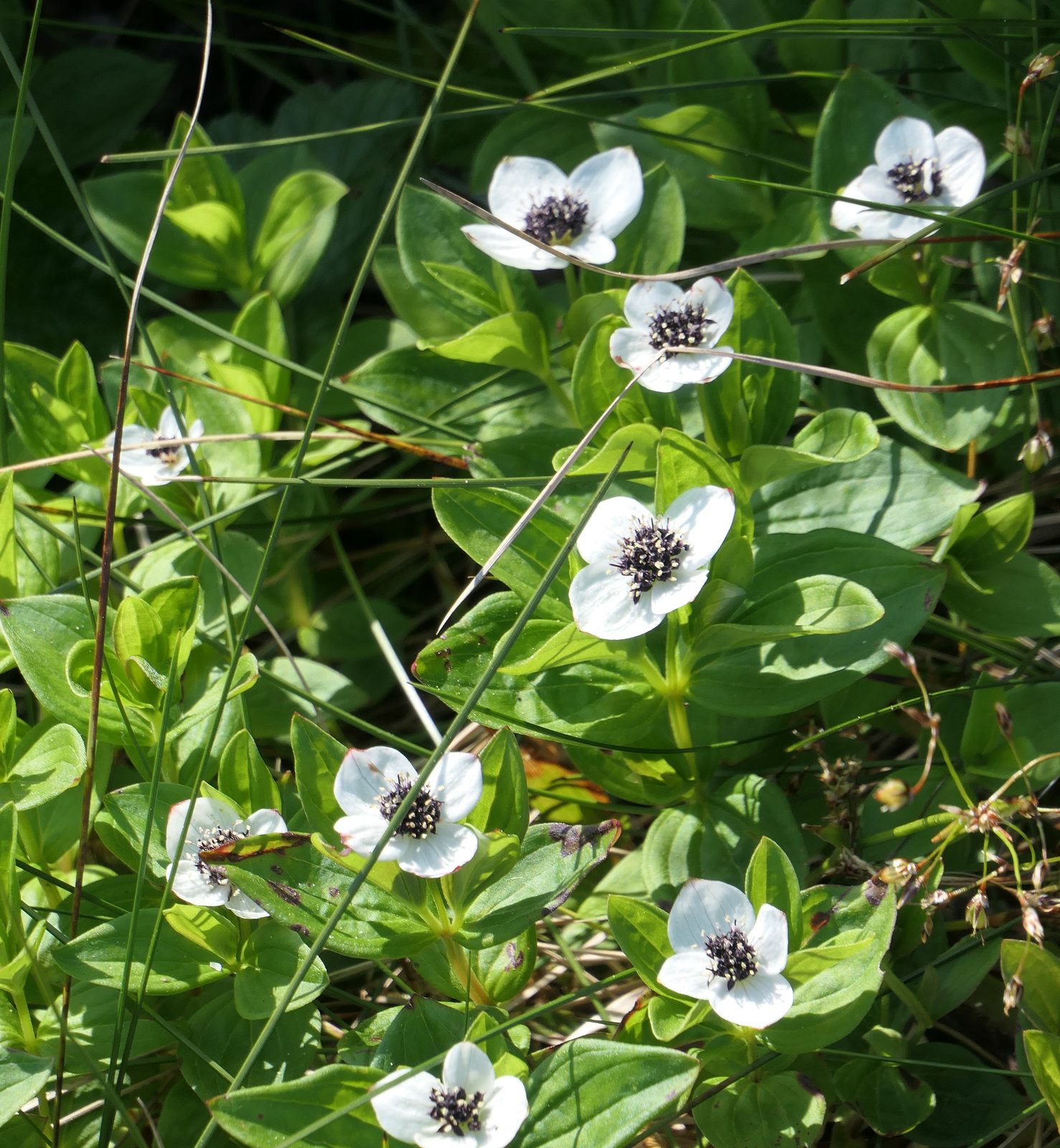 Wollgras und diese Blümchen