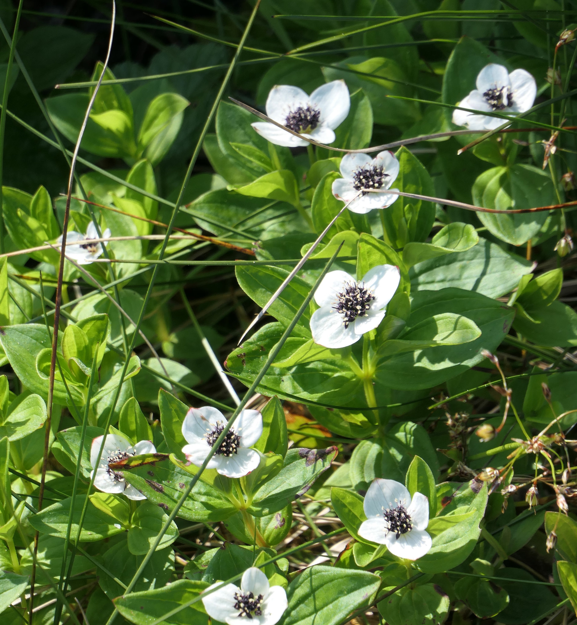 Wollgras und diese Blümchen