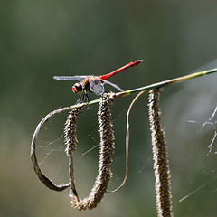 Monsieur Sympetrum sanguineum