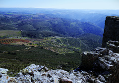 Olive Oil